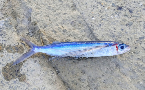 Japanese flyingfish (Cheilopogon agoo) — Exocoetidae