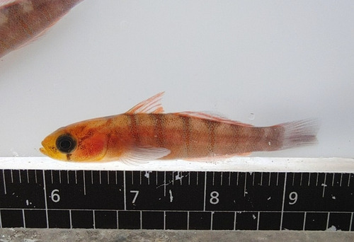 Whitebanded goby (Pterogobius zonoleucus) — Gobiidae