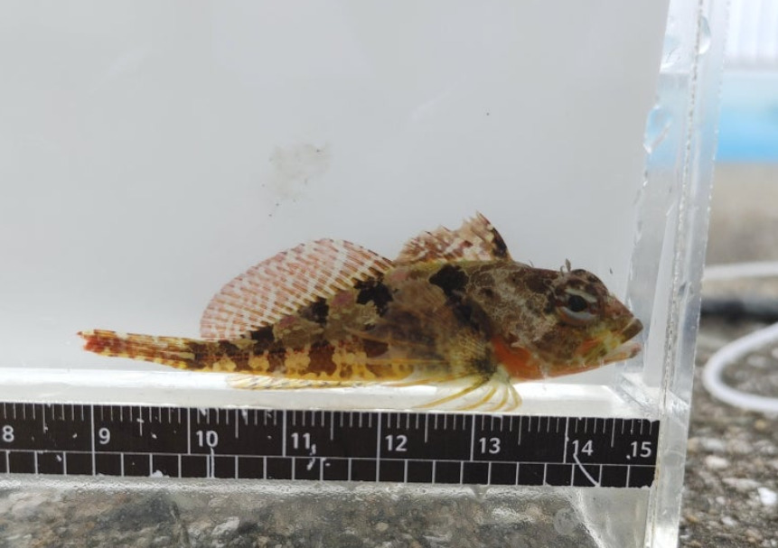 Ishikawa's sculpin