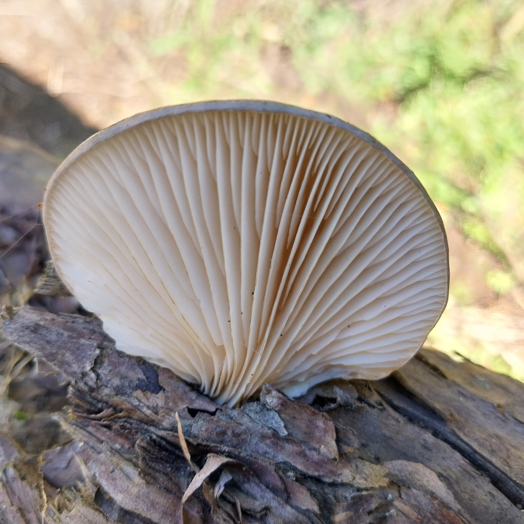 Pleurotus australis · October 2025 · photo: © kiwialli (iNaturalist, cc-by)