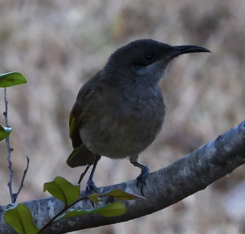 Grey-eared Honeyeater (Lichmera incana), photo 4