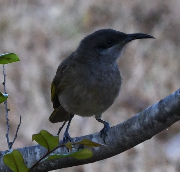 Grey-eared Honeyeater (Lichmera incana), photo 2