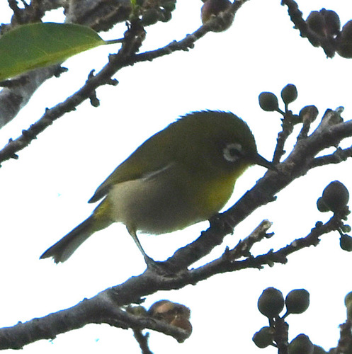 Green-backed White-eye (Zosterops xanthochroa), photo 2