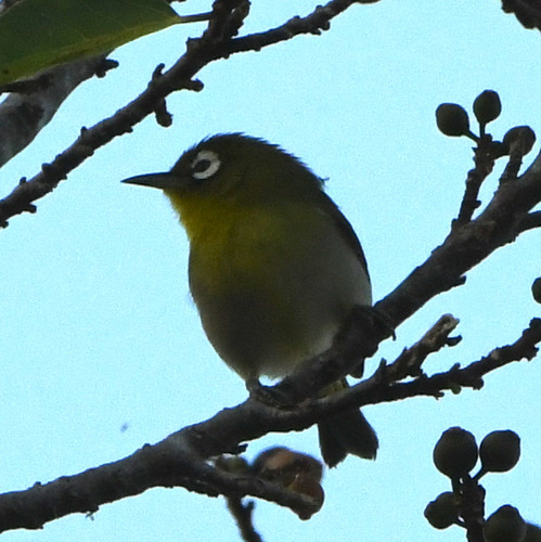 Green-backed White-eye (Zosterops xanthochroa), photo 1