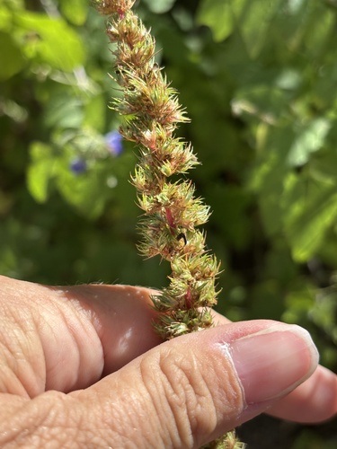 Watson's amaranth (Amaranthus watsonii)