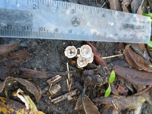 iNaturalist observation photo of Cyathus