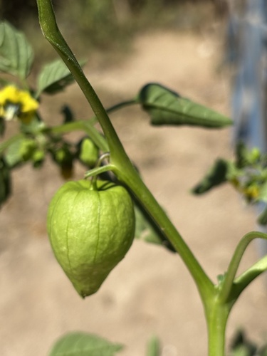 Physalis philadelphica