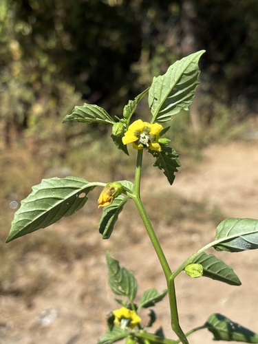 Physalis philadelphica