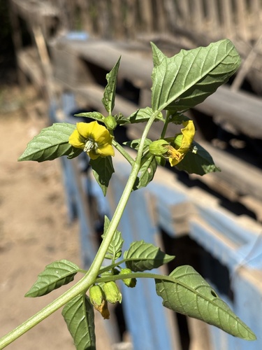 Physalis philadelphica