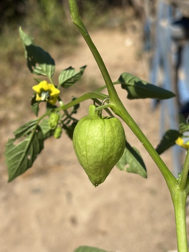 Physalis philadelphica