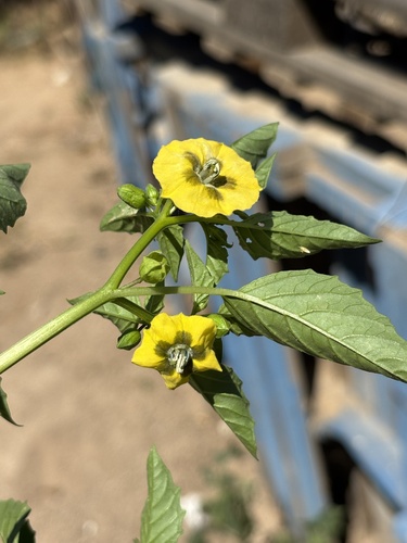 Physalis philadelphica
