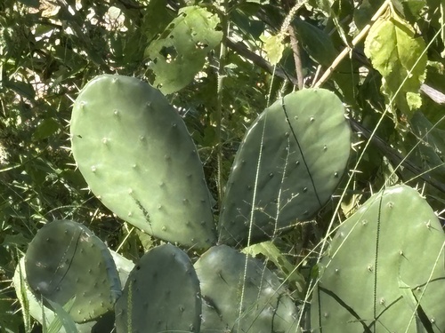 Opuntia bravoana