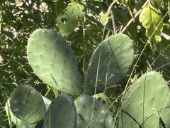 Opuntia bravoana