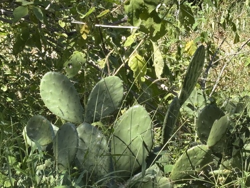 Opuntia bravoana, photograph 1
