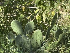 Opuntia bravoana, photograph (c) Sula Vanderplank, some rights reserved (CC BY)
