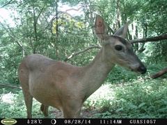 Odocoileus virginianus sinaloae
