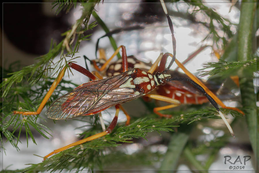 Holhymenia rubiginosus