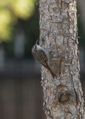 Certhia brachydactyla