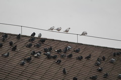 Columba livia domestica