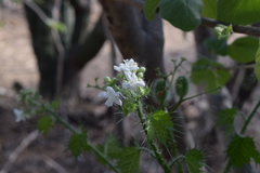 Cnidoscolus maculatus