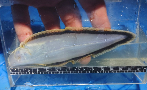 Japanse tongschar (Paraplagusia japonica) — Cynoglossidae — 2