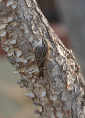 Certhia brachydactyla