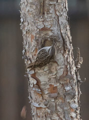 Certhia brachydactyla