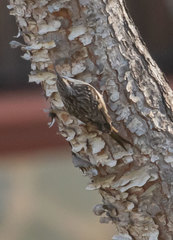 Certhia brachydactyla