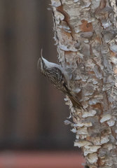 Certhia brachydactyla