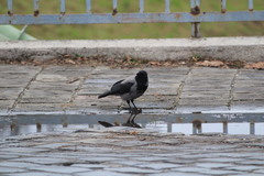 Corvus cornix