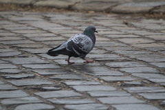 Columba livia domestica
