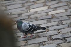 Columba livia domestica