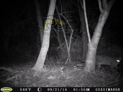 Leopardus pardalis pardalis