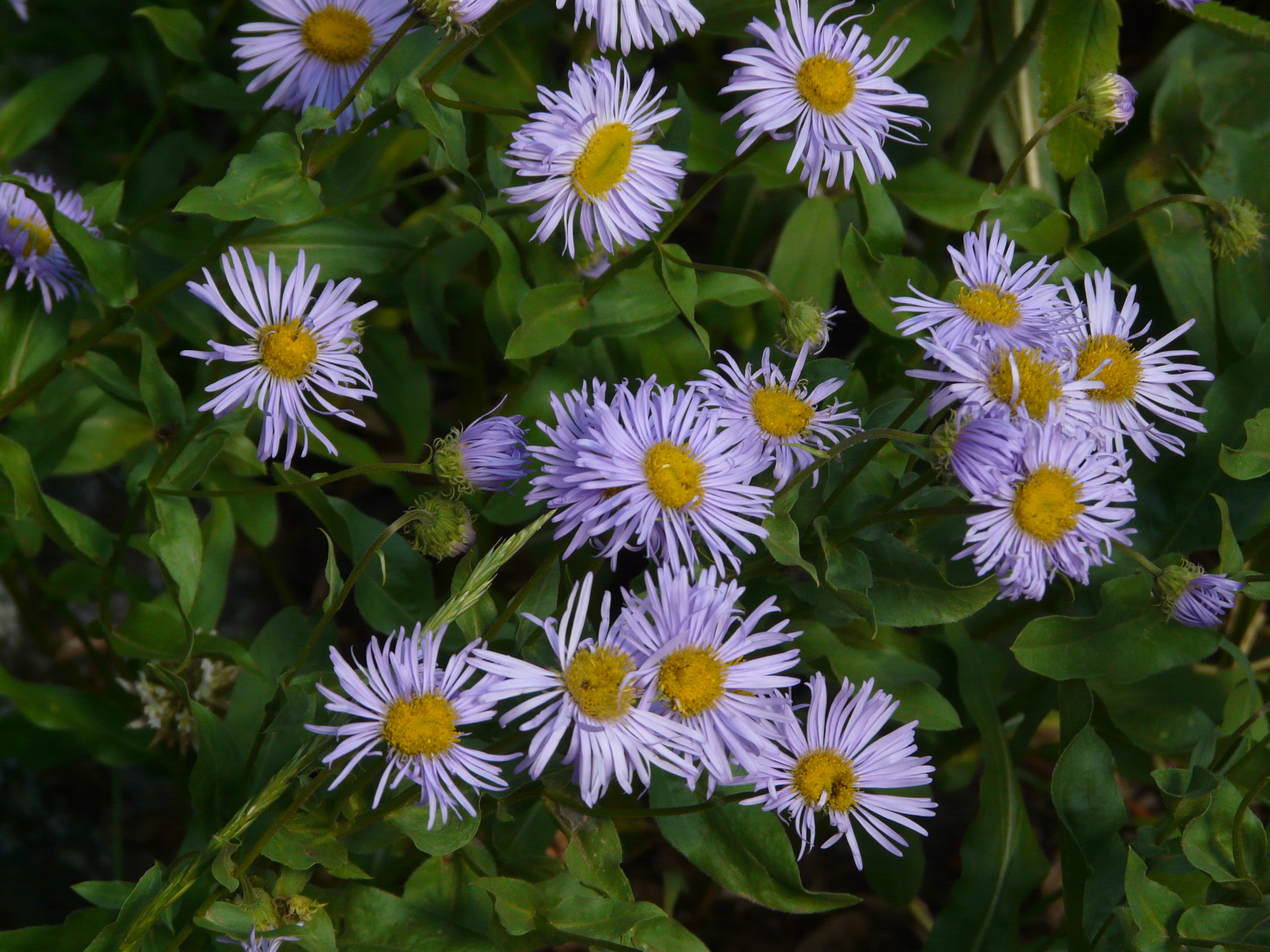 Erigeron speciosus