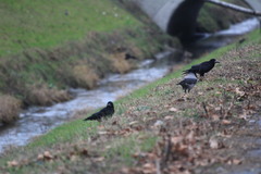 Corvus frugilegus