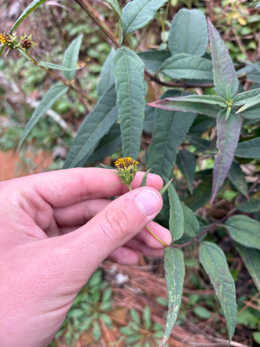 Small Woodland Sunflower (Helianthus microcephalus)