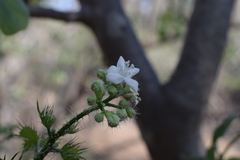 Cnidoscolus maculatus