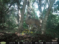 Odocoileus virginianus sinaloae