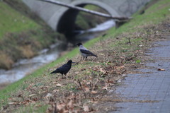 Corvus cornix