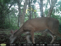 Odocoileus virginianus sinaloae
