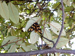 Amata trigonophora