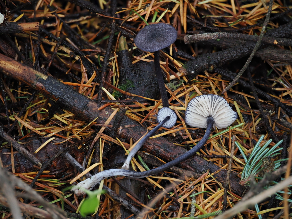 Entoloma subeuchroum