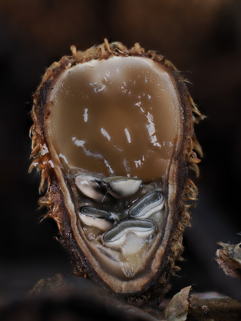 Cyathus striatus · October 2025 · photo: © alan_rockefeller (iNaturalist, cc-by-sa)