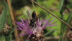 Megachile