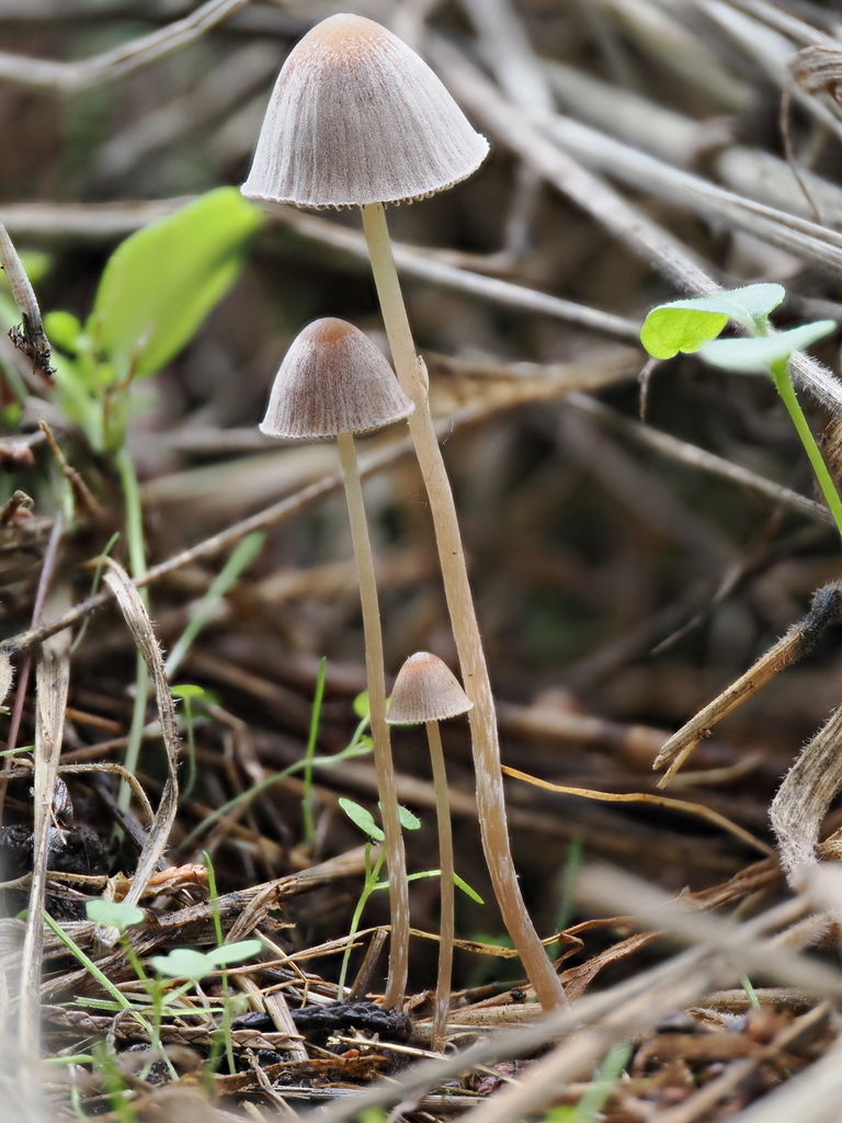 Psathyrella microrhiza · October 2025 · photo: © alan_rockefeller (iNaturalist, cc-by-sa)