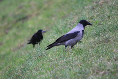 Corvus cornix