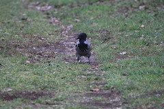 Corvus cornix