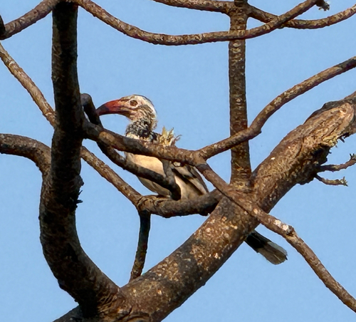 Southern Red-billed Hornbill