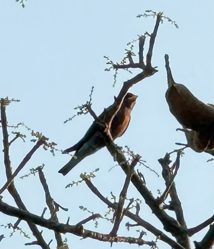 Broad-billed Roller