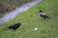 Corvus frugilegus
